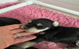 Miniature Schnauzer dogs for sale: 5*MINIATURE SCHNAUZER PUPPIES - Image 4