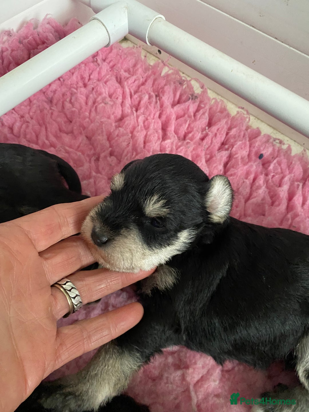Miniature Schnauzer dogs for sale: 5*MINIATURE SCHNAUZER PUPPIES - Image 4