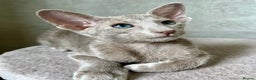 Oriental cats for sale: Supreme pedigree Lilac Oriental kittens GCCF reg - Advert 12
