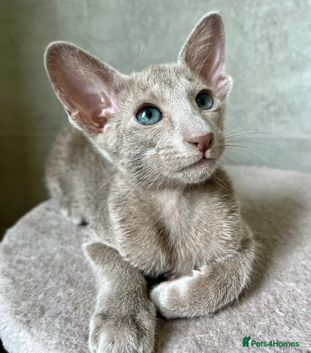 Oriental cats for sale: Supreme pedigree Lilac Oriental kittens GCCF reg - Advert 12