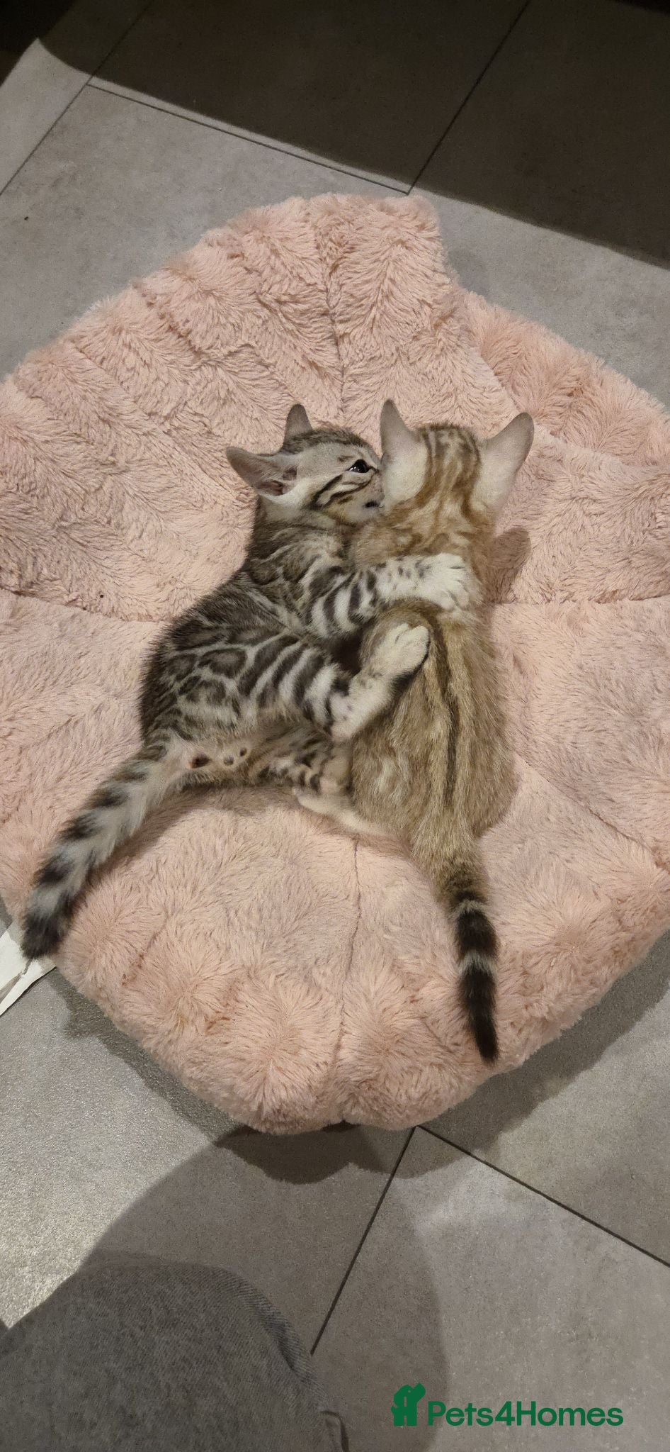 Bengal cats Pure Bengals Stunning Colour-ready for rezervation - Advert 2