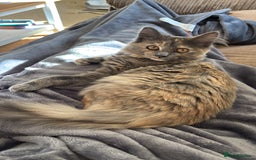 Mixed Breed cats for sale: Three Gorgeous Kittens - Image 14
