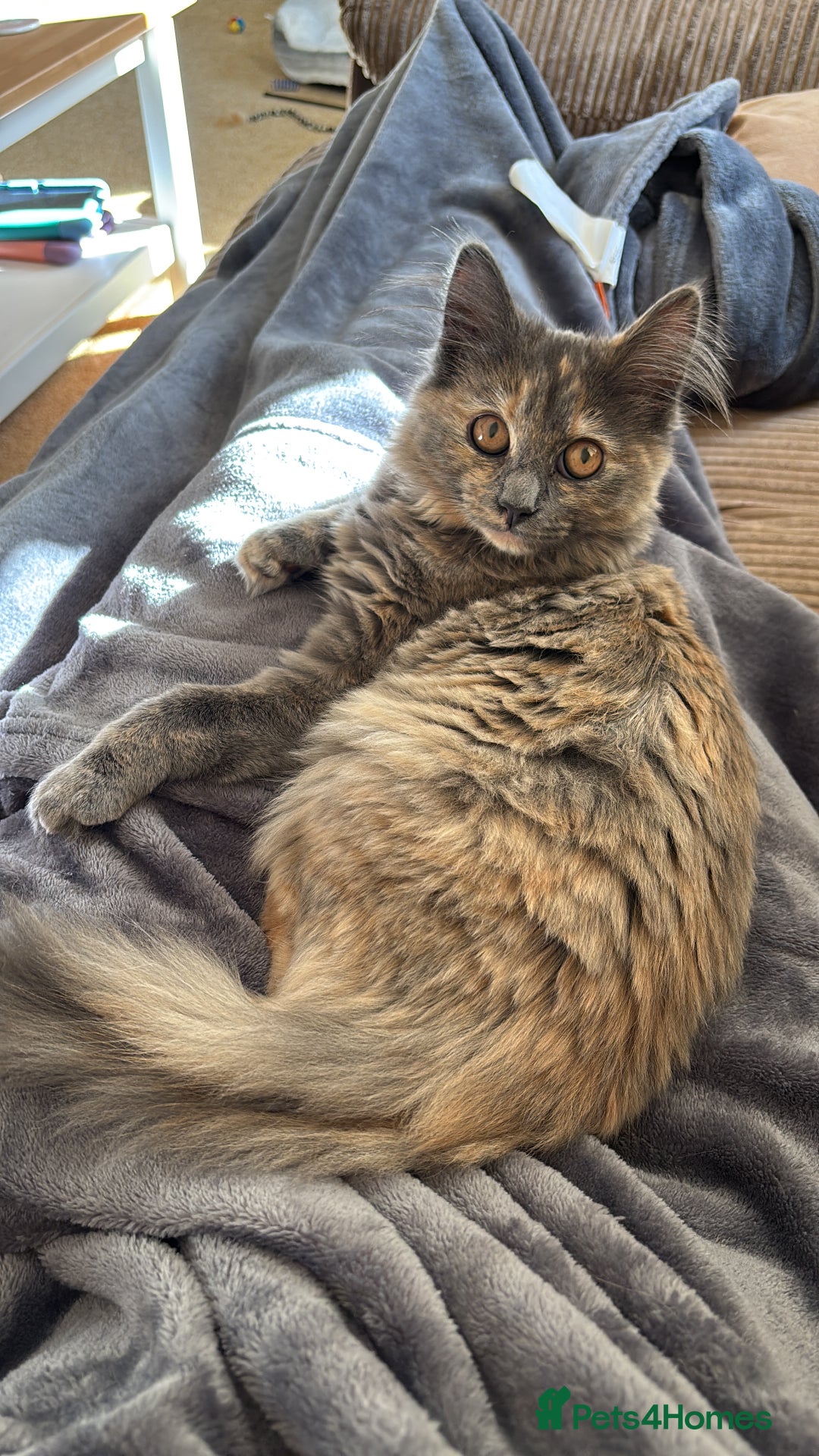 Mixed Breed cats for sale: Three Gorgeous Kittens - Image 14