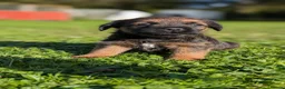 Border Terrier dogs for sale: Boisterous Borders  - Advert 3