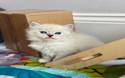 Siberian cats for sale: Only one Champion line girl available 🥰🥰 - Image 9