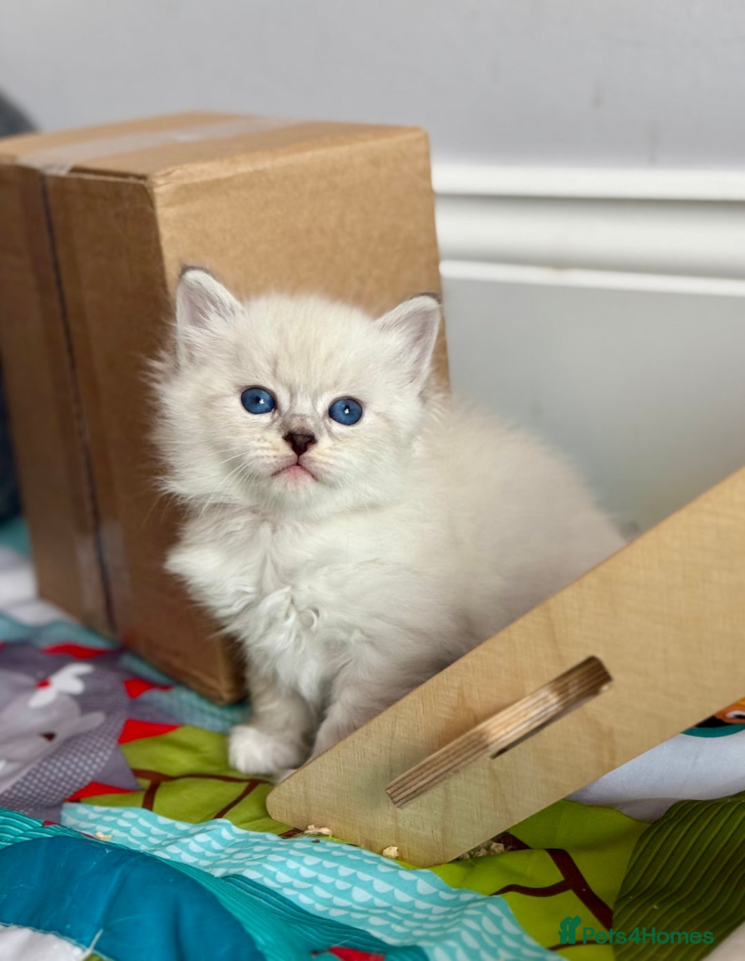 Siberian cats for sale: Only one Champion line girl available 🥰🥰 - Image 9
