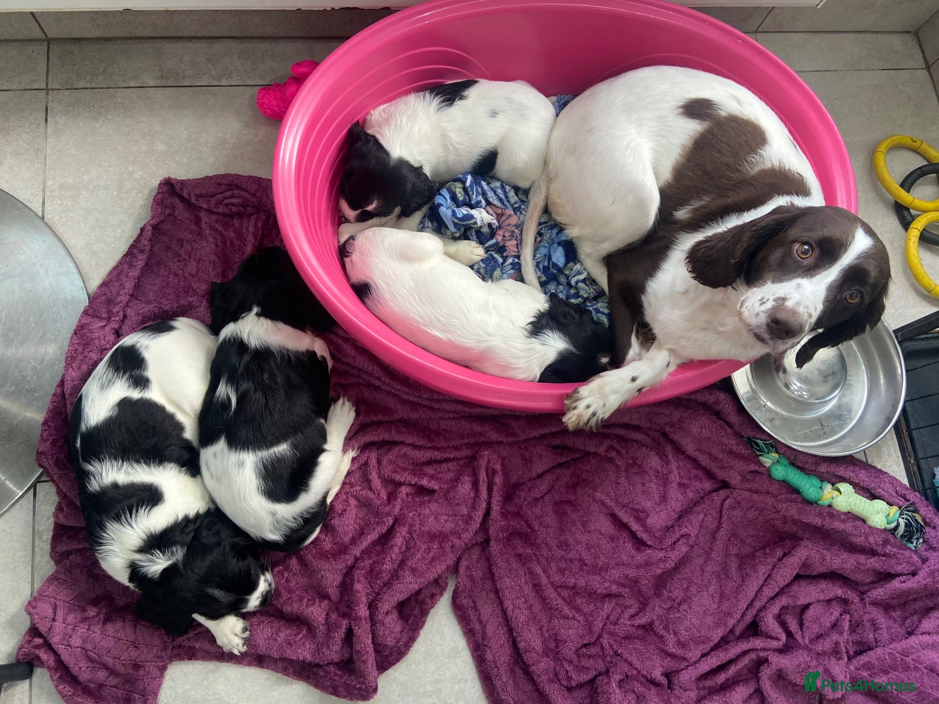 English Springer Spaniel dogs 🐾 2 Gorgeous KC Reg Springer Spaniel Boys 🐾 - Advert 2