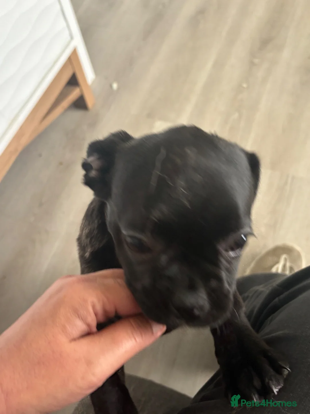 Frug dogs for sale: Beautiful baby girl frug available now! - Advert 6