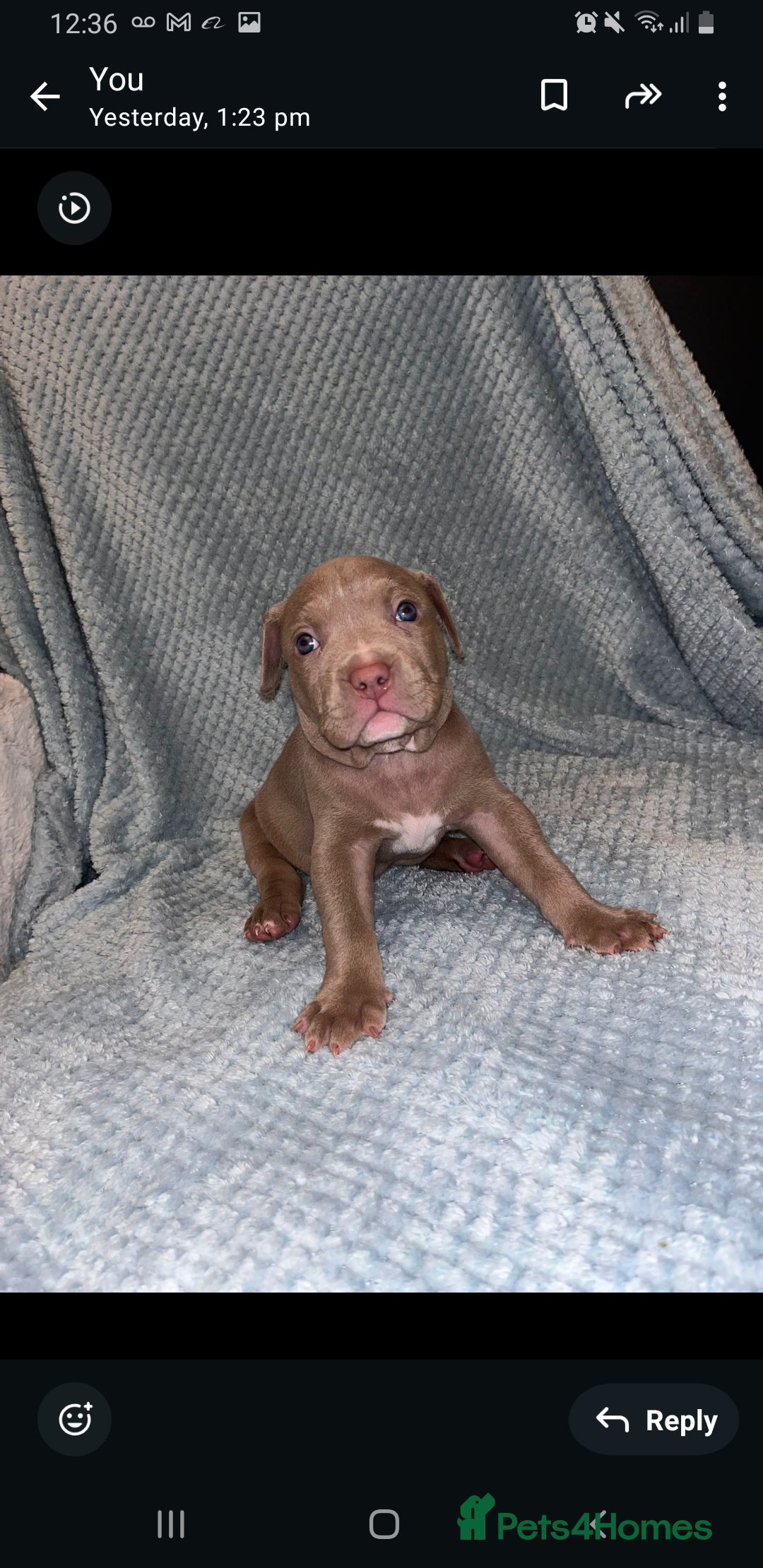 Mixed Breed dogs for sale: Staffy mixed  - Advert 3