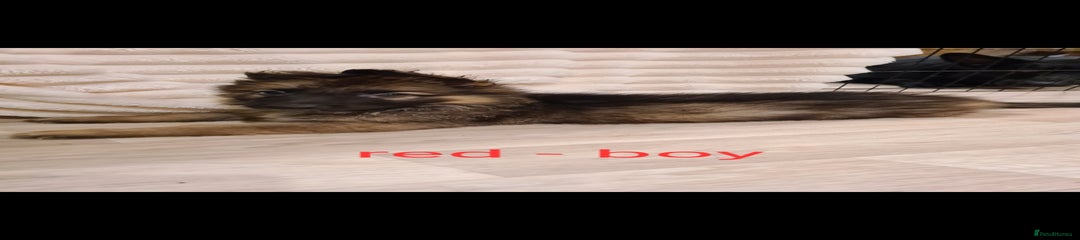Red collar - male