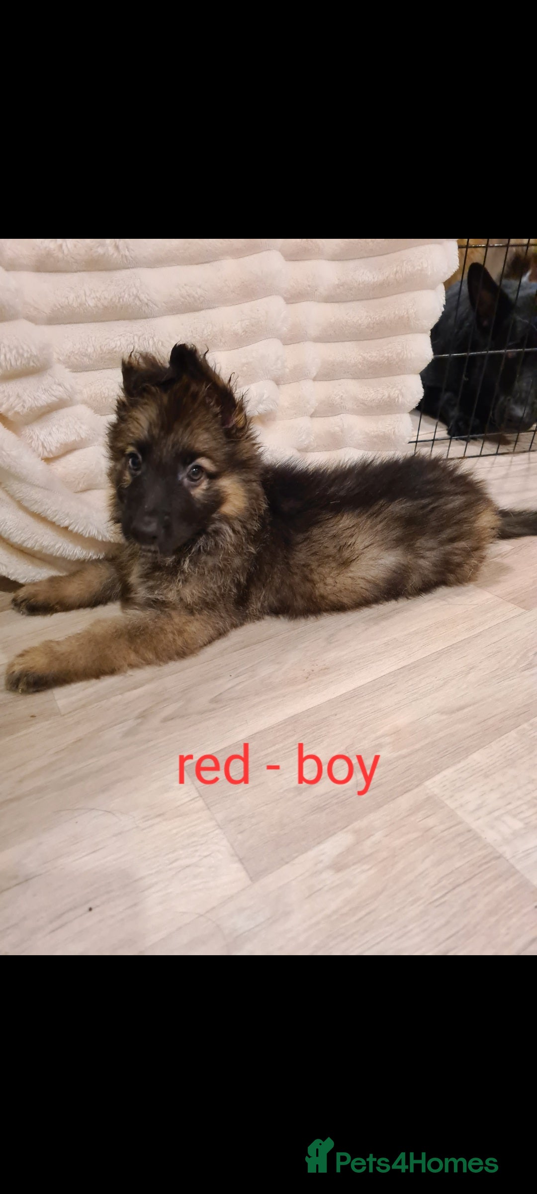 German Shepherd dogs for sale: 🐾Adorable 8-Week-Old German shepherd puppies🐾 - Image 20