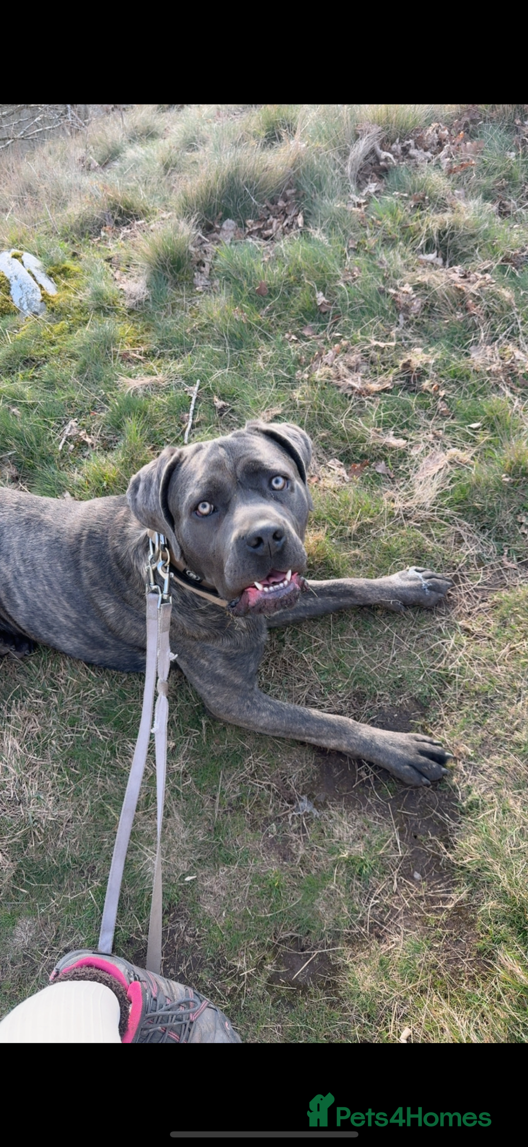 Cane Corso dogs for sale: Beautiful 2-Year-Old Cane Corso Loving & Trained - Image 7