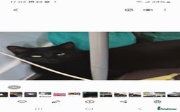 Mixed Breed cats for sale: No money wanted. 2 adult spay females need home - Image 1