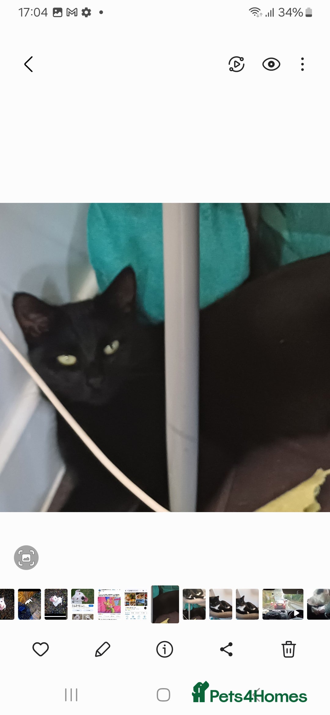 Mixed Breed cats for sale: No money wanted. 2 adult spay females need home - Image 1