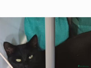 Mixed Breed cats for sale - Advert 2