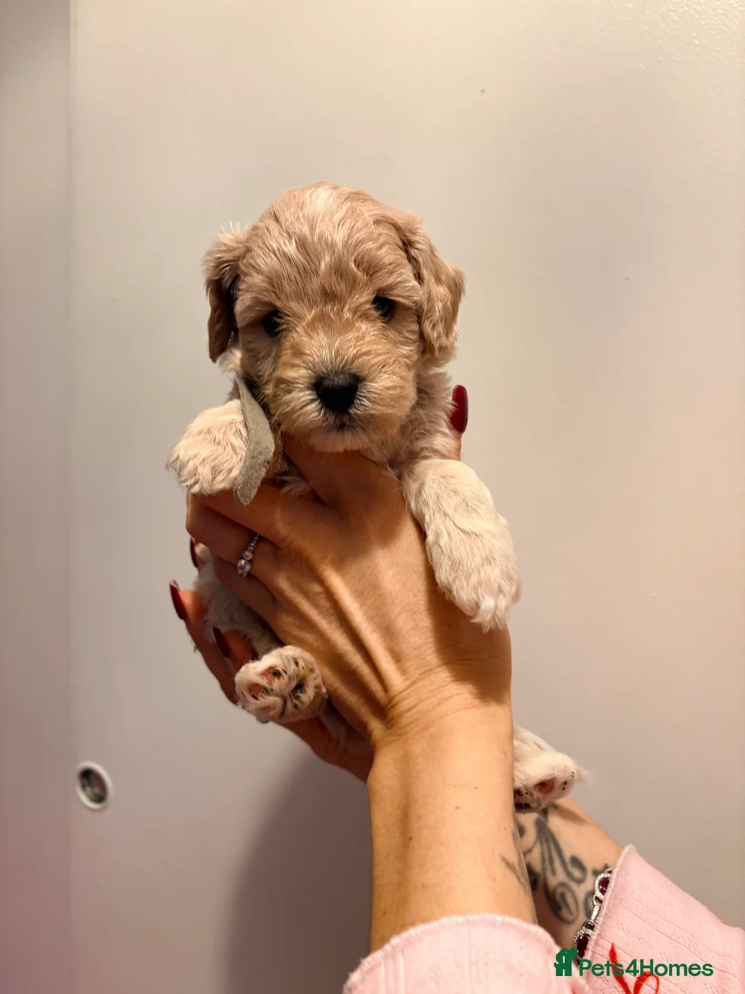 Cockapoo dogs for sale: F1B cockapoos last boy left  - Advert 11