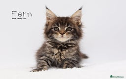 Maine Coon cats for sale: Stunning Mainecoon Kittens  - Image 3