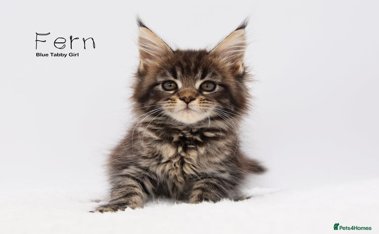 Maine Coon cats - Advert 16