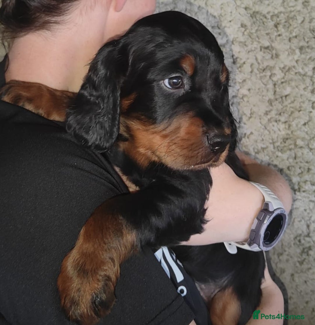 Gordon Setter dogs for sale: Gordon Setter Pups - Image 7