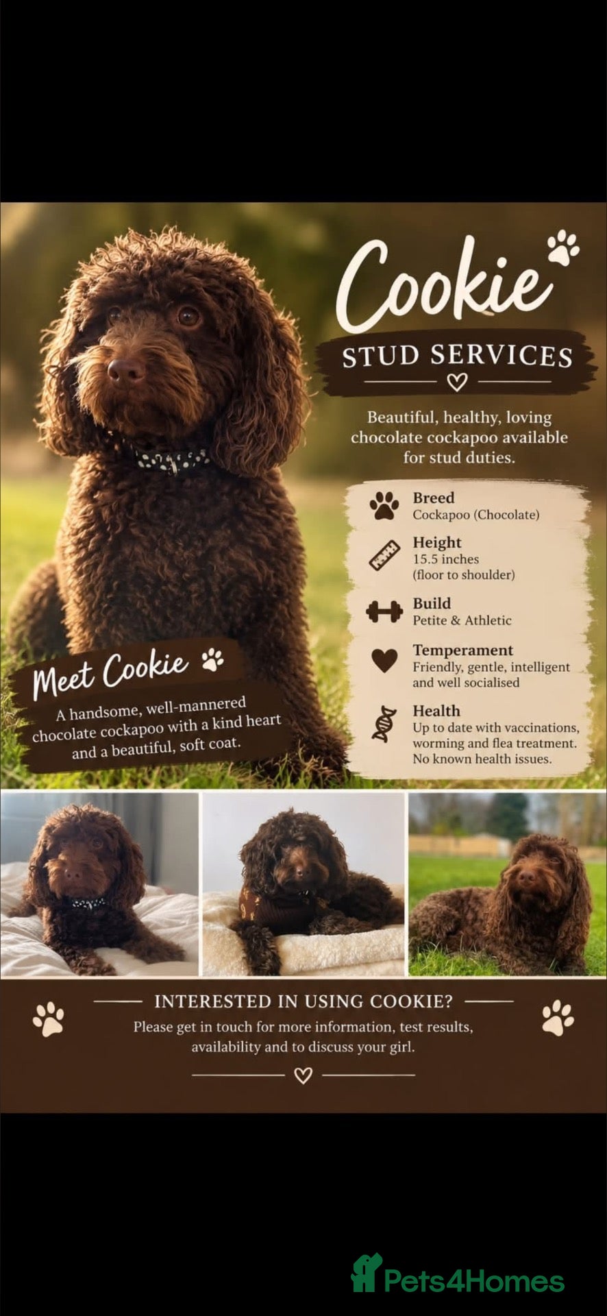 Cockapoo dogs 🍪 COOKIE. FOR STUD  - Advert 17