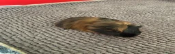 Guinea Pig rodents for sale: Black and Tan Guinea pigs for sale - Advert 1