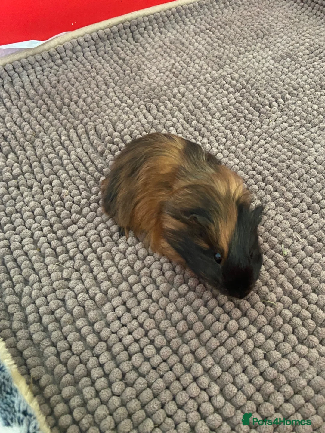 Guinea Pig rodents for sale: Black and Tan Guinea pigs for sale - Advert 1