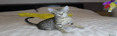Savannah Kitten 2