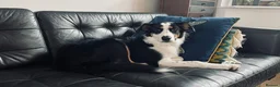 Mixed Breed dogs for sale: Border Collie x Aussie girl, 6 months, clever in Leigh-on-Sea - Advert 2