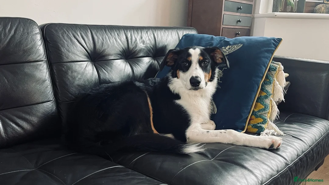Mixed Breed dogs for sale: Border Collie x Aussie girl, 6 months, clever in Leigh-on-Sea - Advert 2
