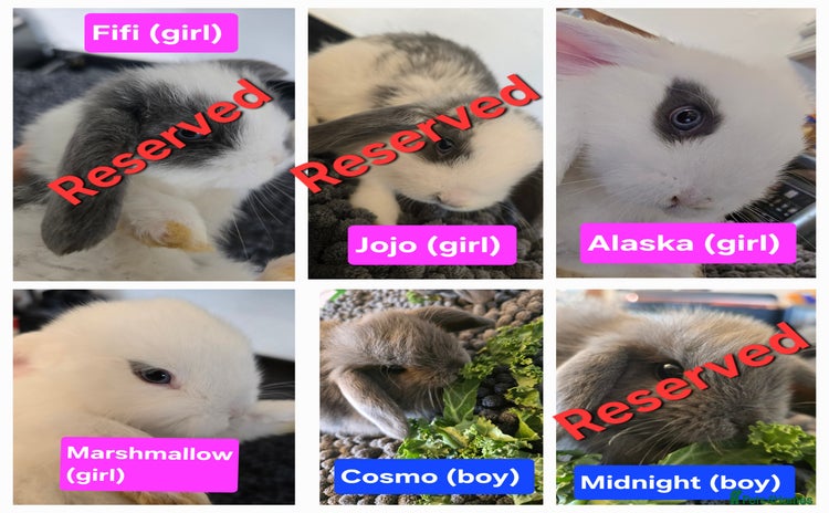 Mini Lop rabbits - Advert 2