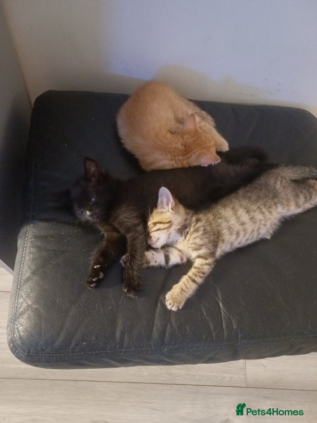 Mixed Breed cats for sale: Little Fluff kittens ready now  - Image 2