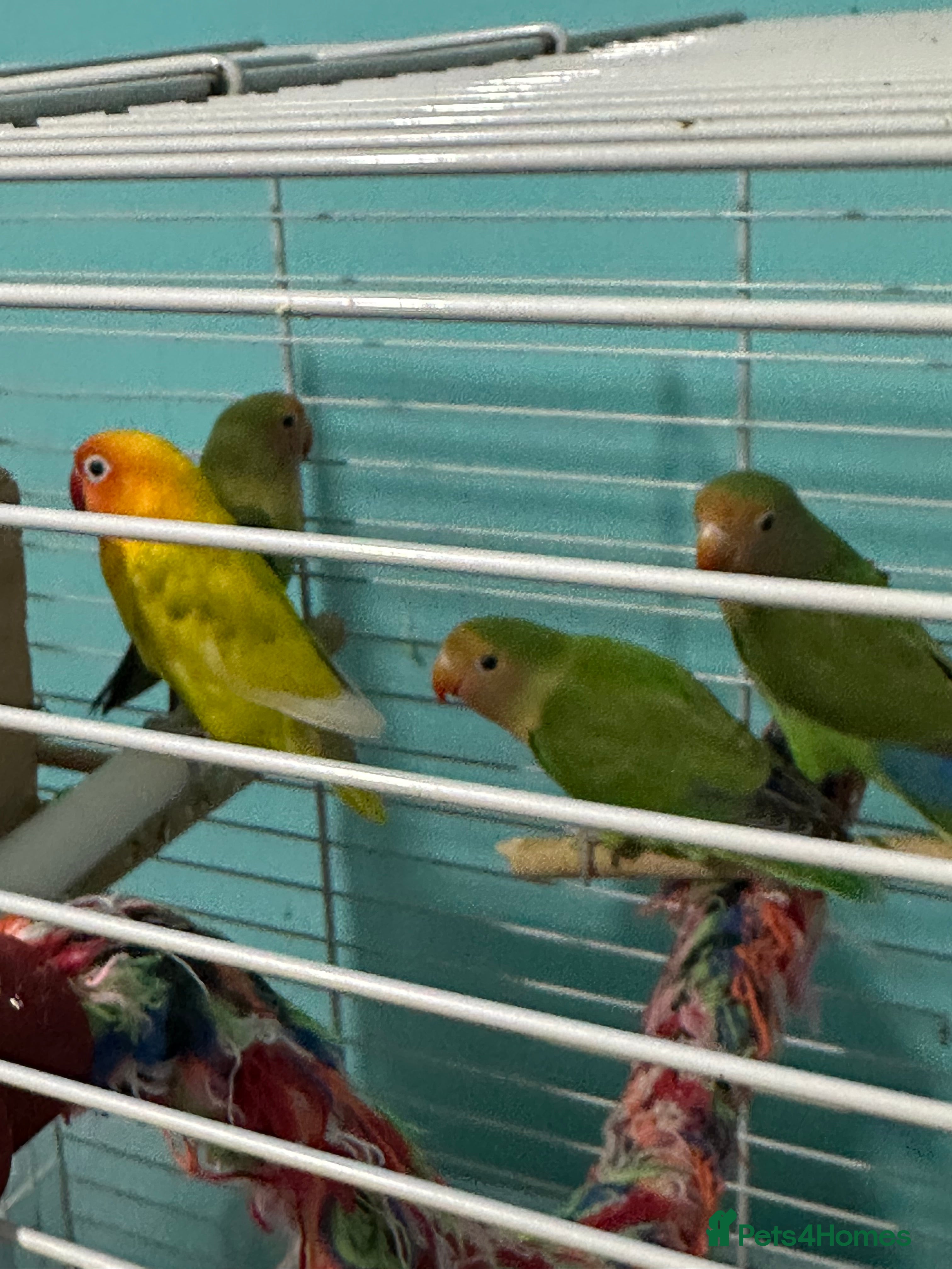 Lovebirds birds 4 Love birds for sale  - Advert 4