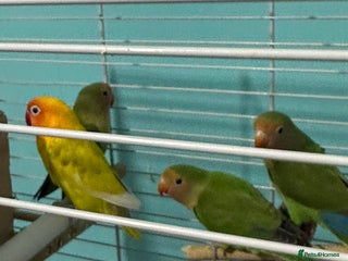 Lovebirds birds 4 Love birds for sale - Advert 7