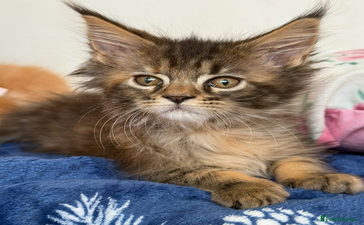 Maine Coon cats - Advert 9