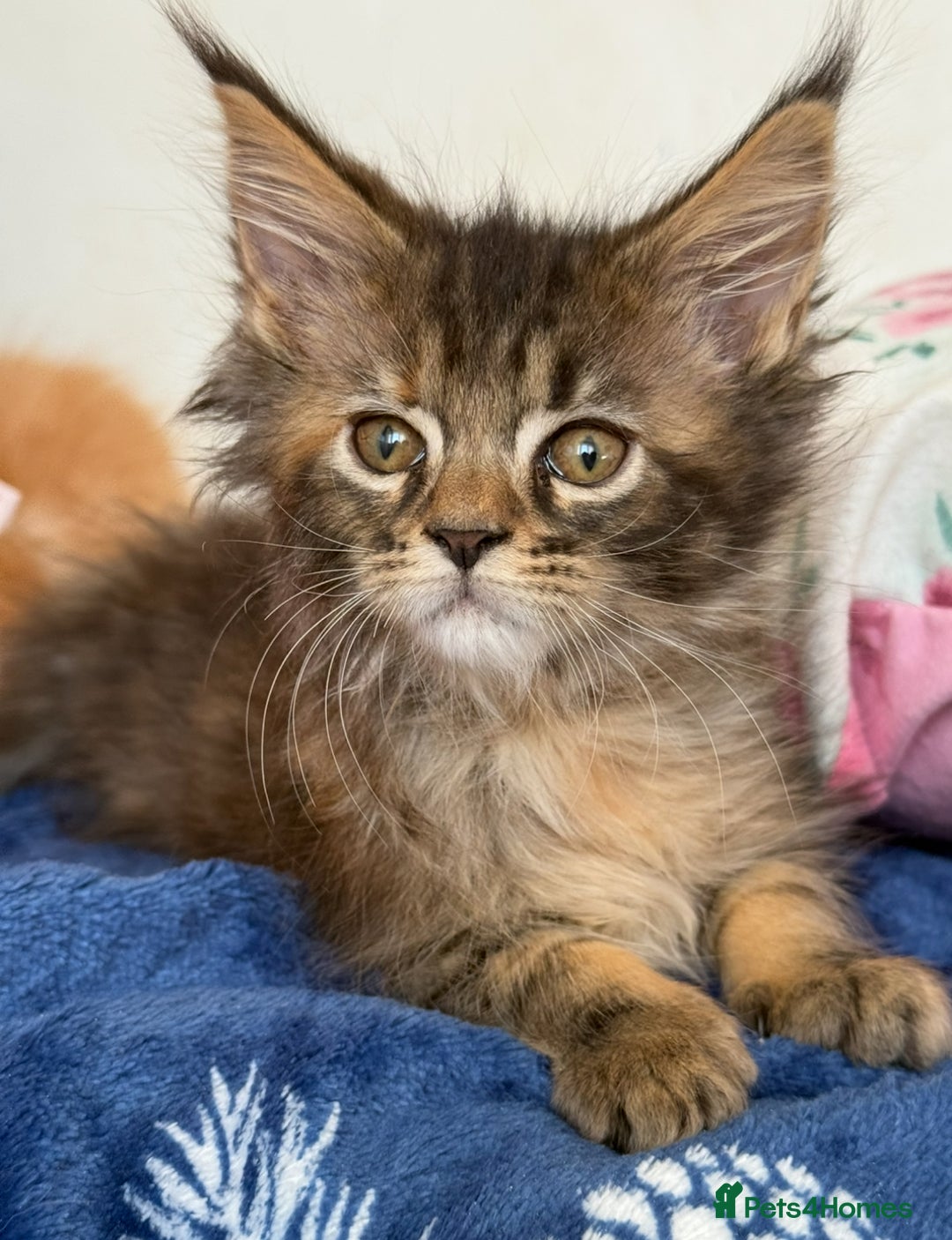 Maine Coon cats for sale: Pedigree MainCoon Kittens  - Image 1