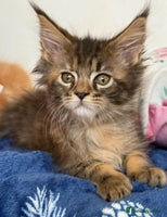 Maine Coon cats - Advert 1