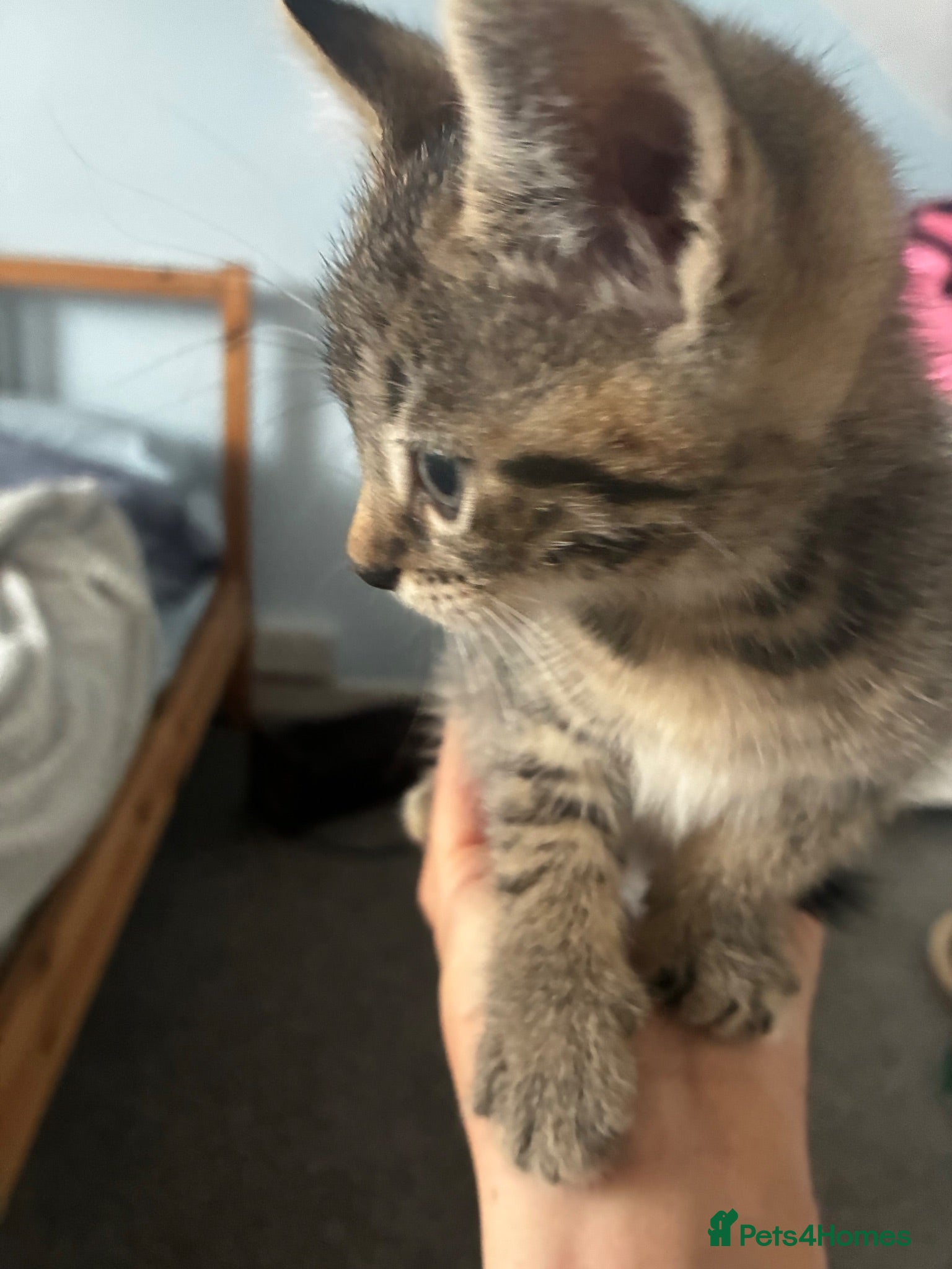 Mixed Breed cats Adorable playful kittens - Advert 1