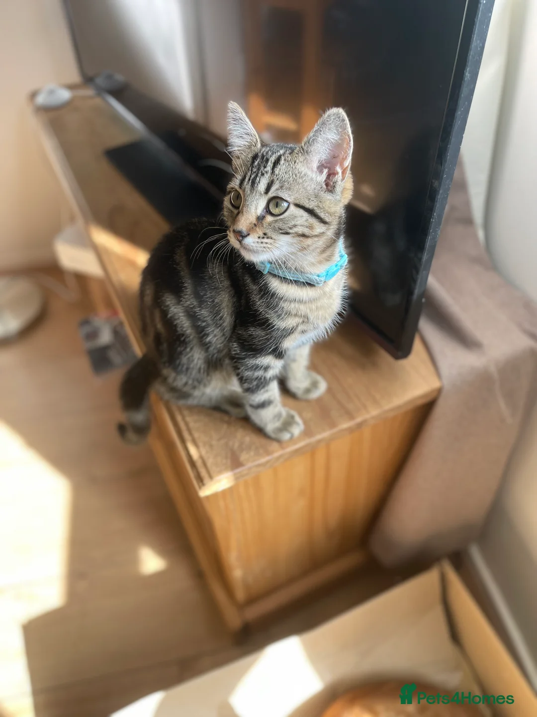 British Shorthair cats for sale: Tabby kitten  - Advert 1