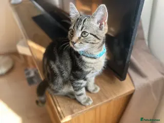 British Shorthair cats Tabby kitten - Advert 1