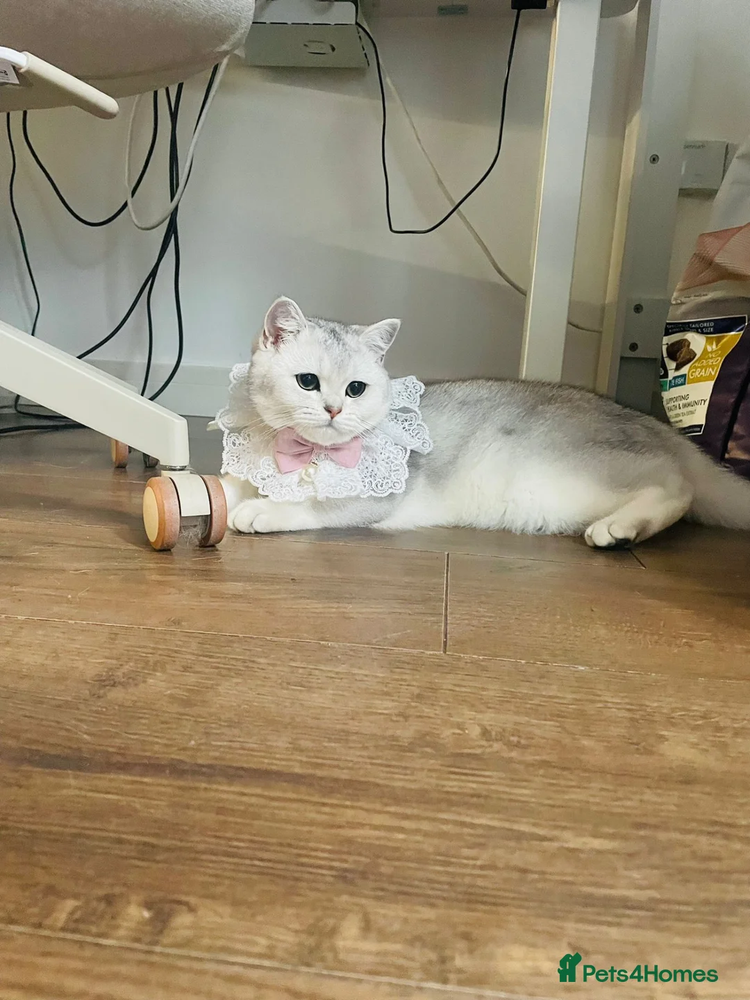 British Shorthair cats for sale: Silver British Shorthair Boy - Advert 1