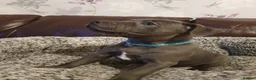 Staffordshire Bull Terrier dogs for sale: Champions blood line Blue Staffordshire Terrier - Advert 12