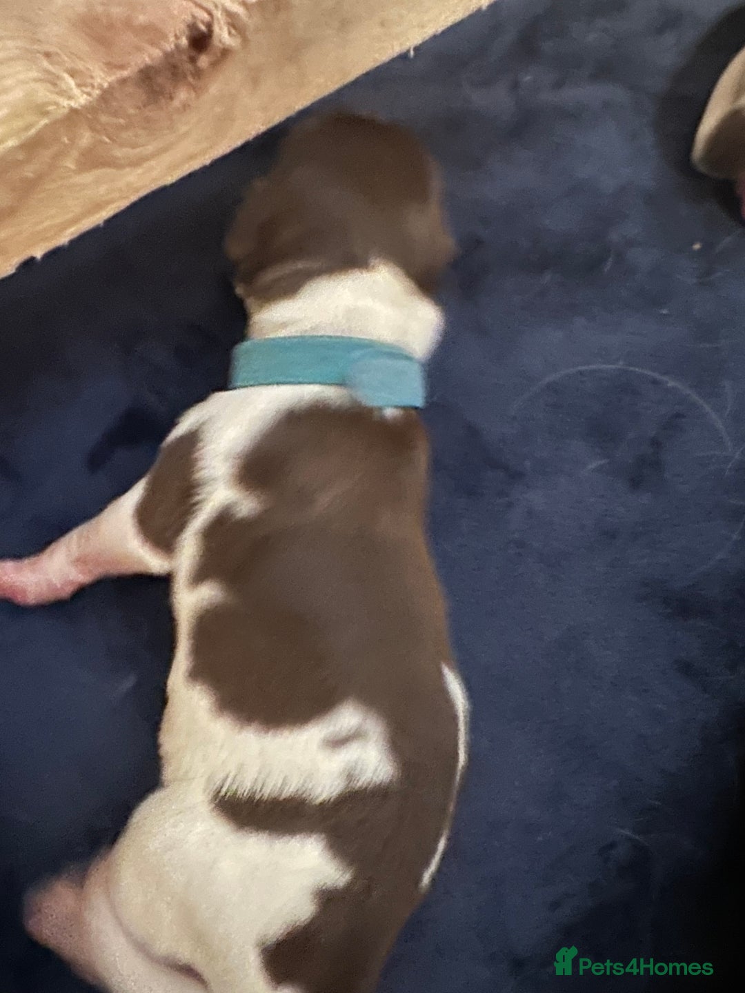 English Springer Spaniel dogs for sale: KC registered Springer Spainel  - Advert 27