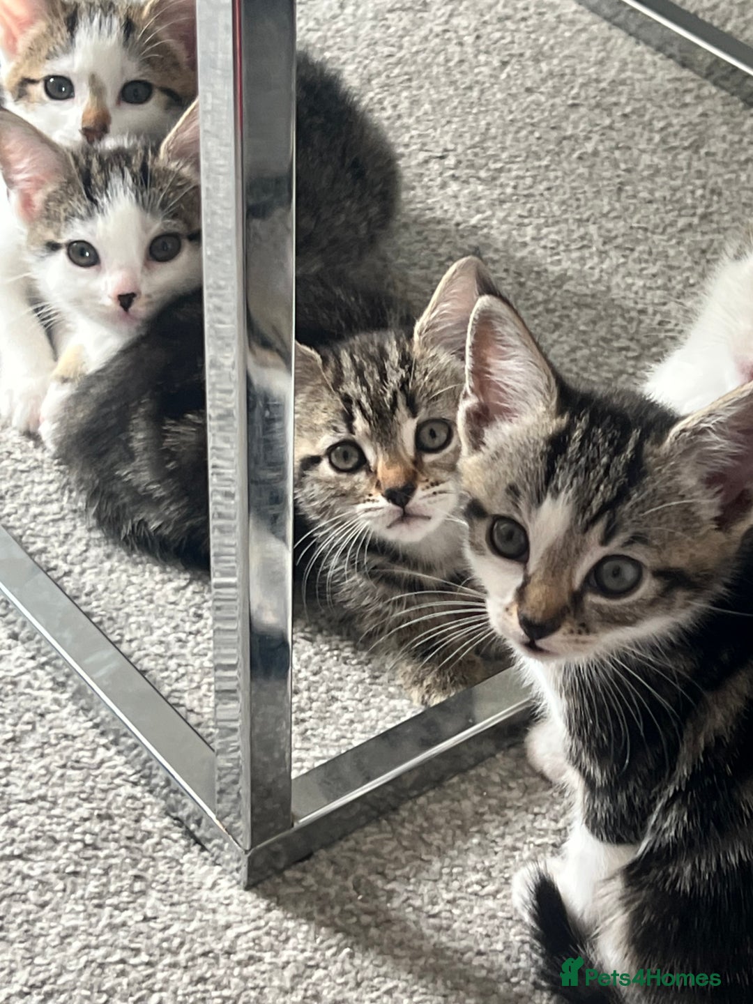 Mixed Breed cats for sale: Kittens  - Image 36