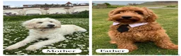Goldendoodle dogs for sale: Beautiful Goldendoodle Puppies ready next week - Advert 10