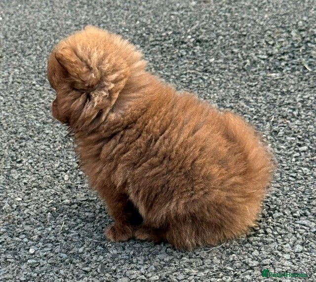 Pomeranian dogs Only UK Pom Pups All 263 DNA tests clear  - Advert 2