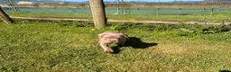 Cane Corso dogs for sale: 5 Towns Corsos Spring litter  - Advert 22