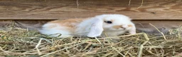 Mini Lop rabbits for sale: Gorgeous pure Mini lops  - Advert 11