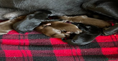 Labrador Retriever dogs - Advert 7