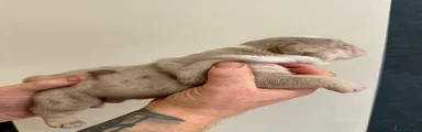 English Bulldog Puppy 3