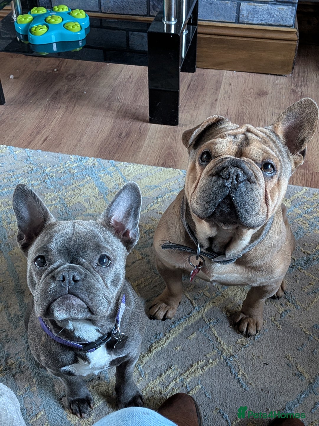 French Bulldog dogs for sale: Chunky Frenchie puppies - Advert 5
